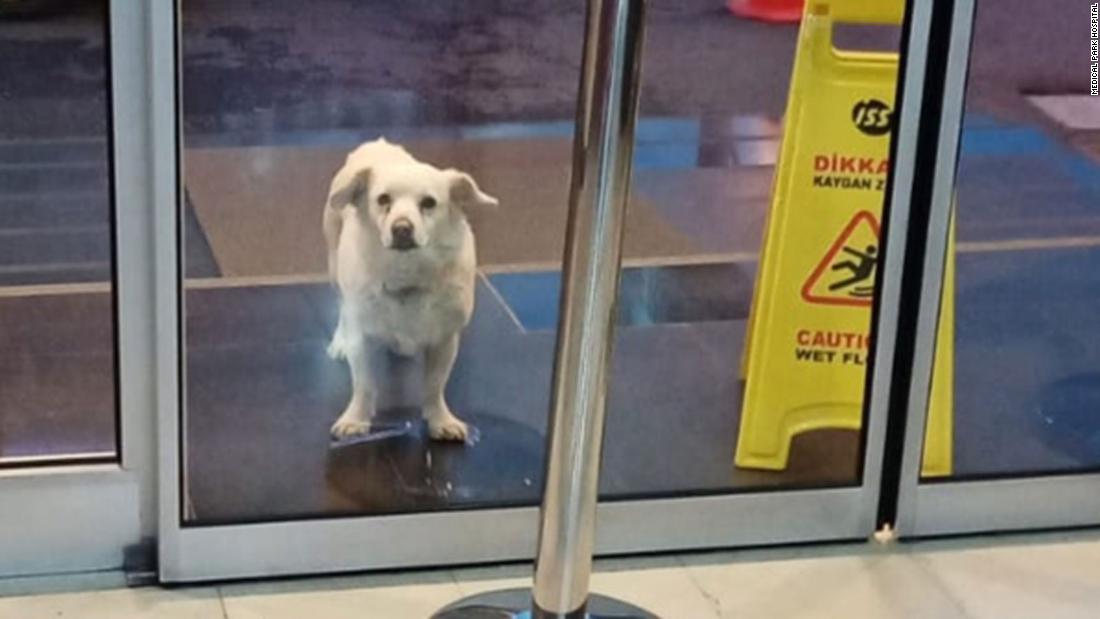 Wafa dog waits for its owner six days outside the hospital